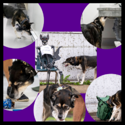 SDDA Trial Supplies